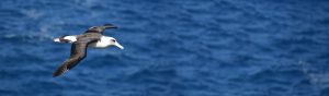 Ferienapartment Albatros Urlaub an der Nordsee